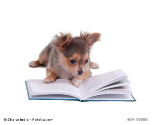 Tiny Chihuahua reading a book
